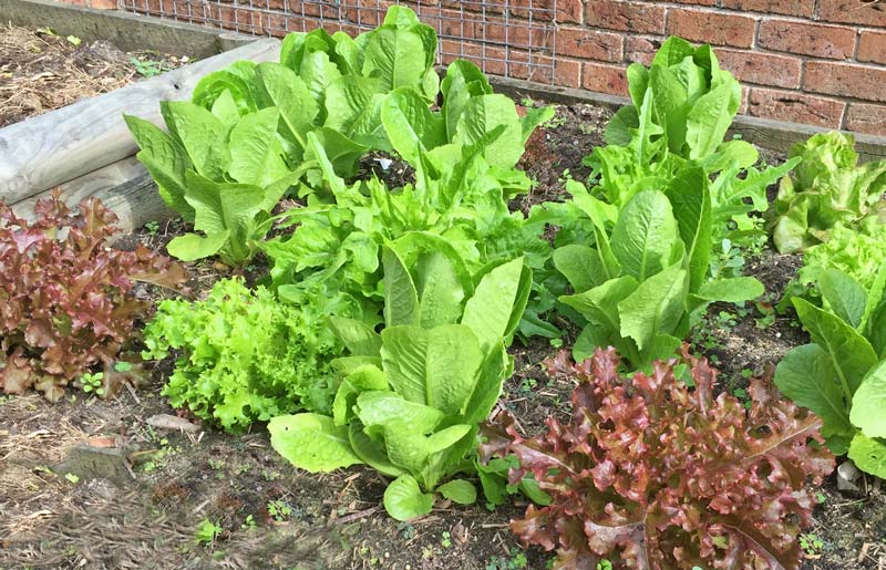 Plant a mixture of lettuce varieties and create your own green salads