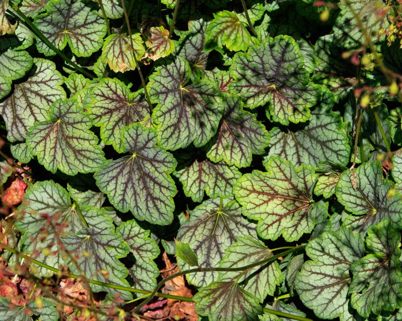 Heuchera hybrid - Green Spice ruffled green leaves with red veins