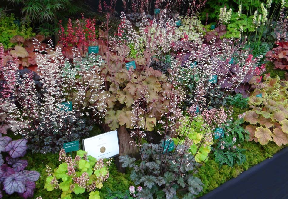Heuchera hybrids at Chelsea Flower Show