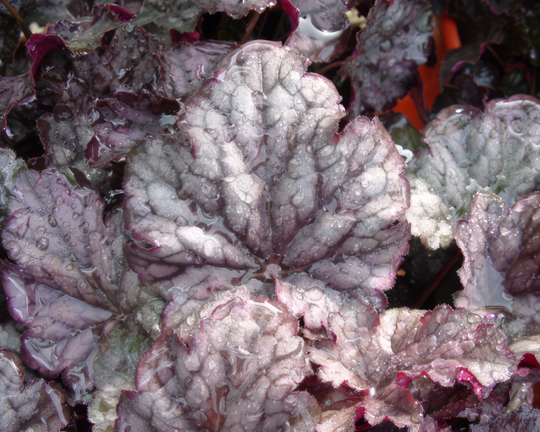 Helleborus - red leaved variety