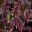 Heuchera hybrid - Chocolate Ruffles has up right panicles of small pale pink flowers