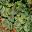 Heuchera hybrid - Green Spice ruffled green leaves with red veins