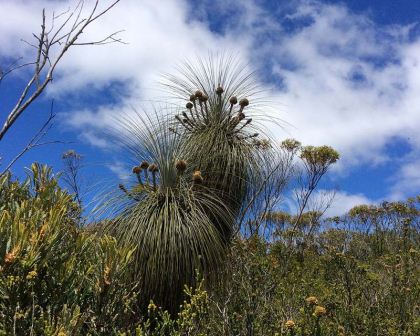 Kingia australis - photo Muriel Bendell