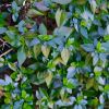 Abelia x grandiflora lusterous foliage