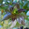 Abelia grandiflora - Glossy Abelia