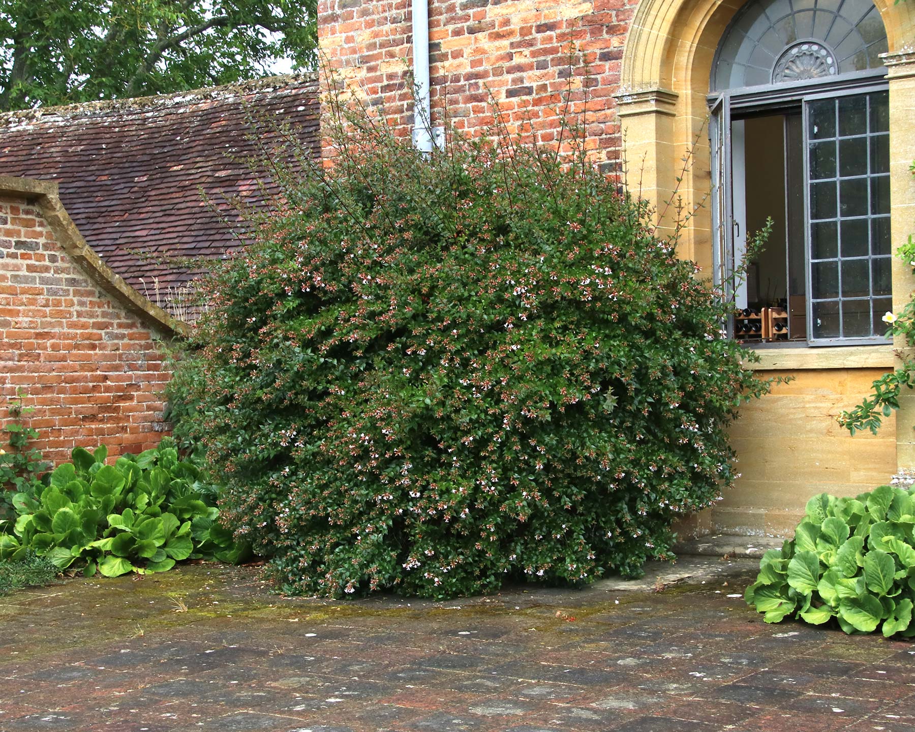 Abelia x grandiflora as seen at Barrington Court, Somerset, UK