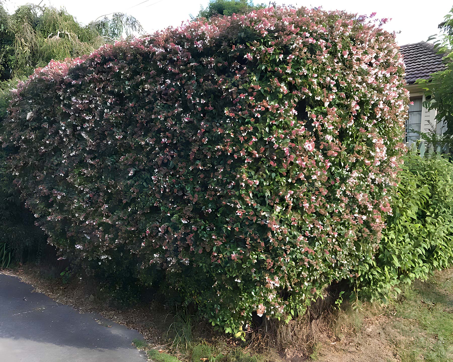Abelia grandiflora, often used as hedging in New Zealand