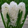 Hyacinthus orientalis - White Pearl