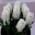 Hyacinthus Orientalis Zaaling C Swit-wit