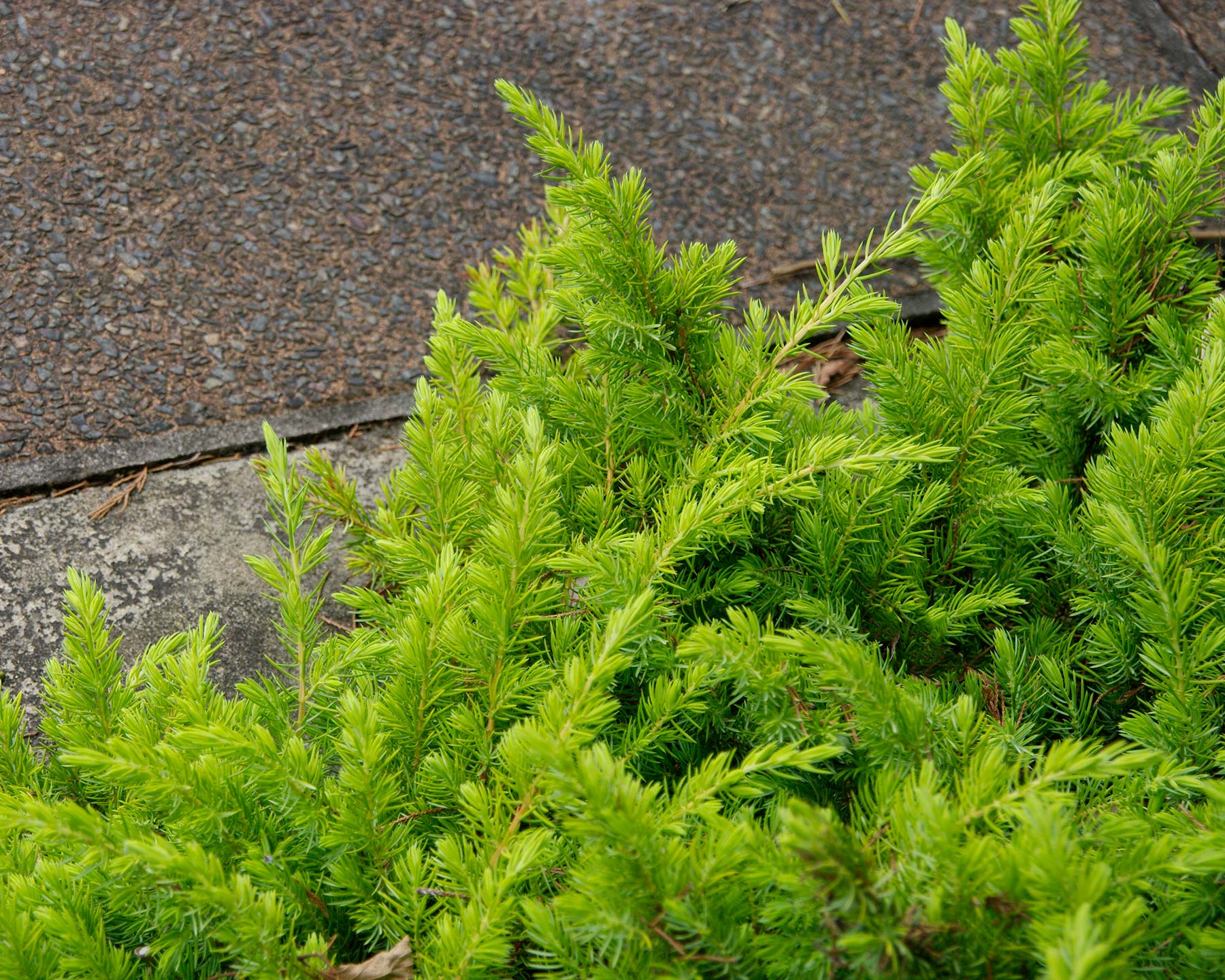 Juniperus conferta - this is All Gold