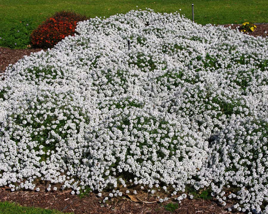 Lobularia 'Snow Princess' masses of white flowers - drought and heat tolerant