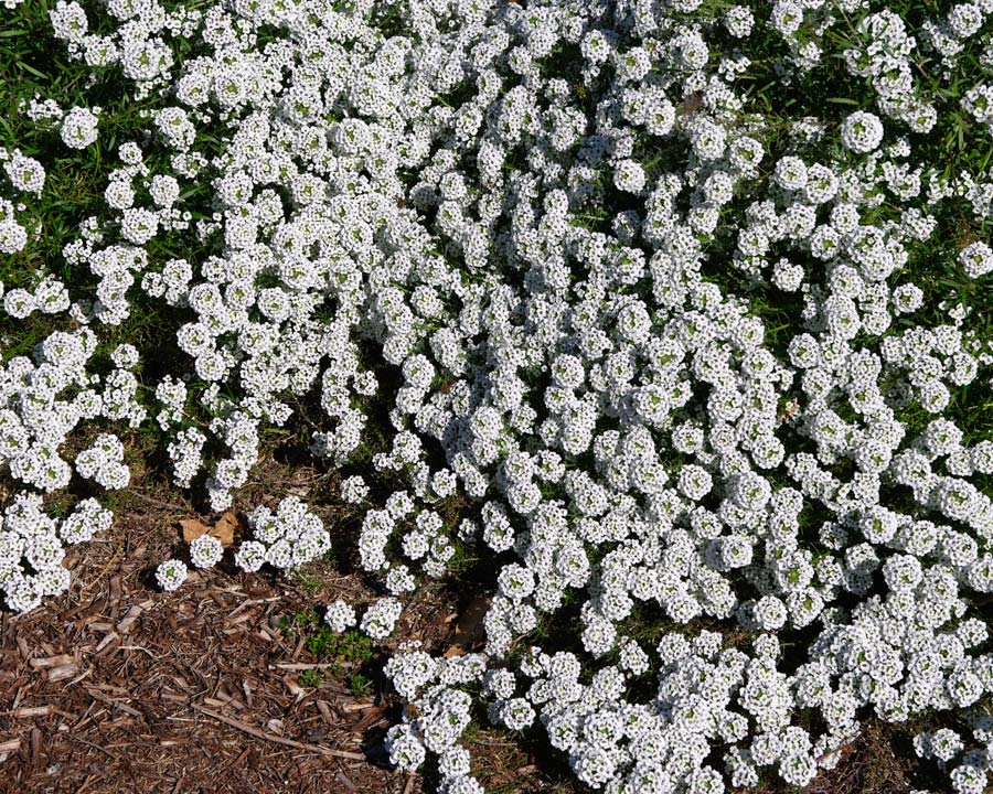 Lobulatia 'Snow Princess' carpet of white flowers