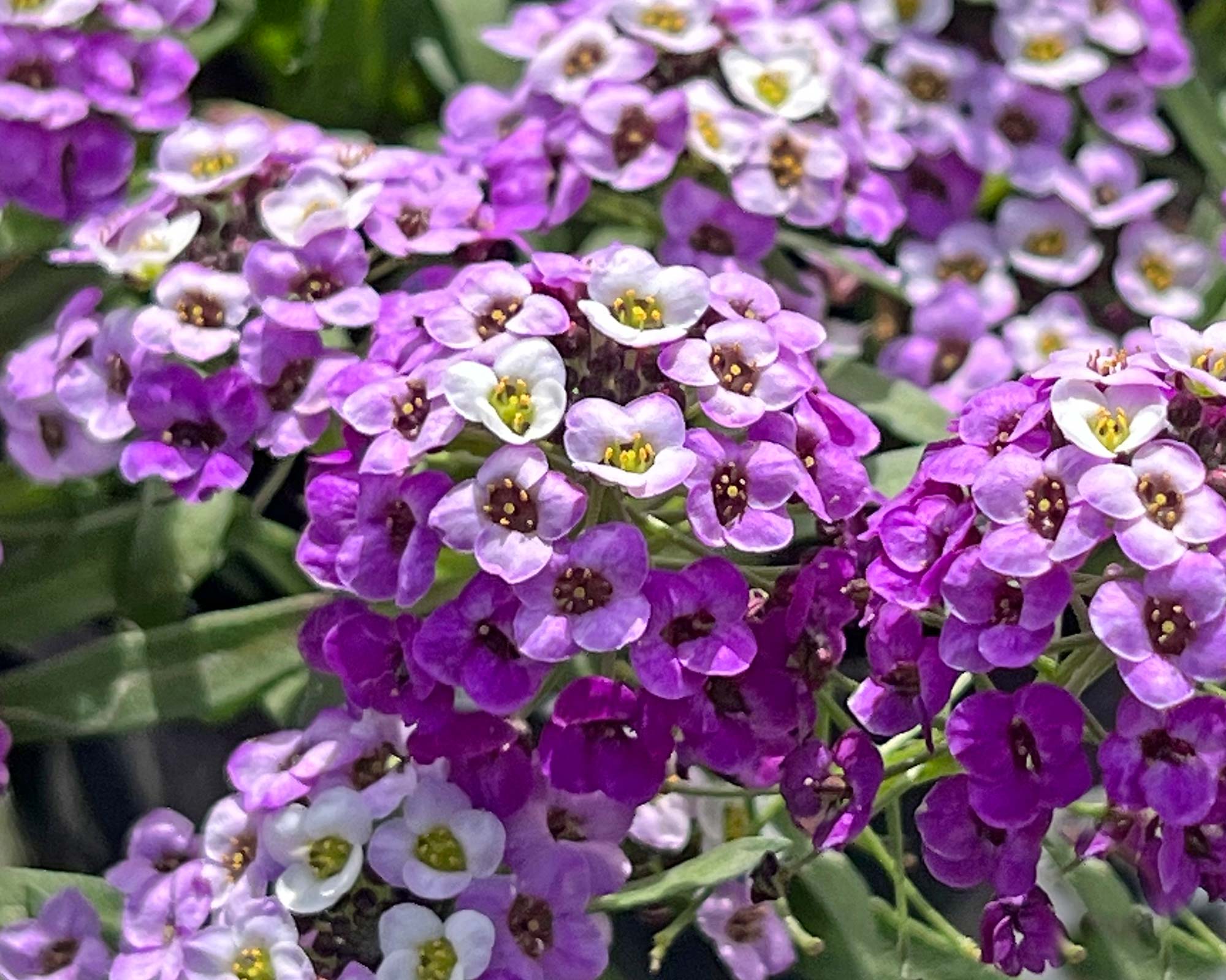 Lobularia hybrida 'lavender Stream' - bred by Danziger