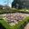 Lobularia makes an attractive groundcover - Rose Garden Sydney Botanic Gardens