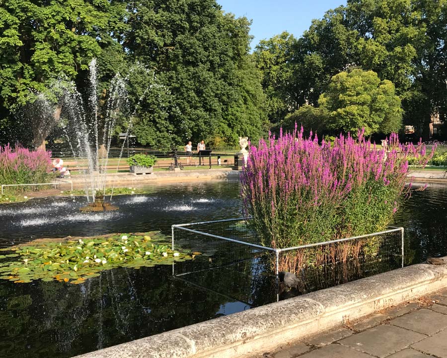 Lythrum salicara - growing in Italian Pond, Kensington Gardens, London