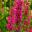 Lythrum salicaria Robert