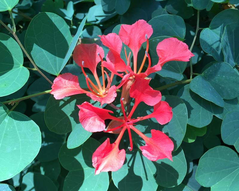 The pink-red flowers of Bauhinia galpinii - Red Bauhinia or Nasturtium Bush