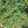Bauhinia galpinii - evergreen scrambling shrub