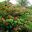 Bauhinia galpinii - Nasturtium Bush