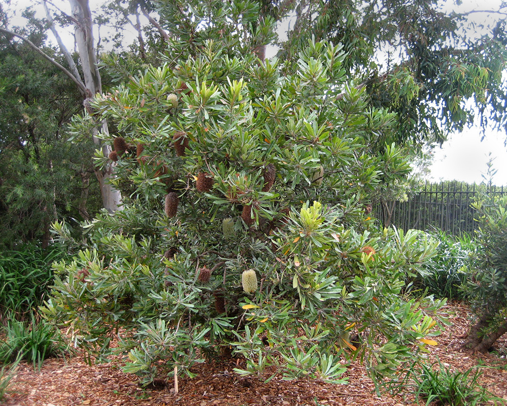 Banksia serrata.  Its plants like this that make Australian flora so distinct.