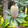 Banksia serrata - Old Man Banksia