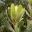 The serrated leaves of Banksia serrata
