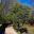 Banksia Serrata - The Everglades - Leura NSW