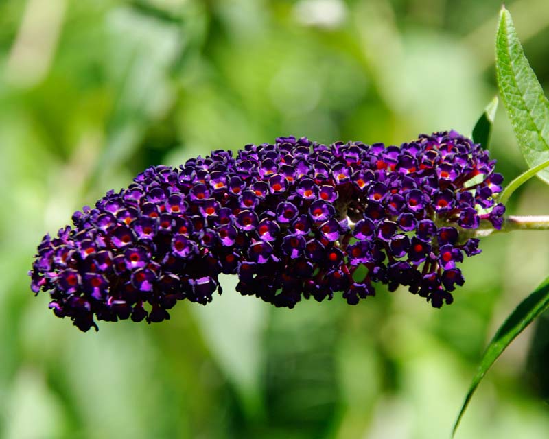 Stunning panicles of purple flowers - Buddleja davidii Black Knight