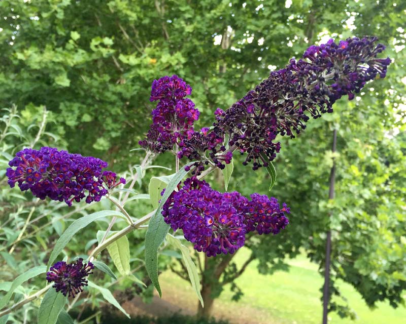 Buddleja davidii - Black Knight - panicles of deep purple tubular flowers