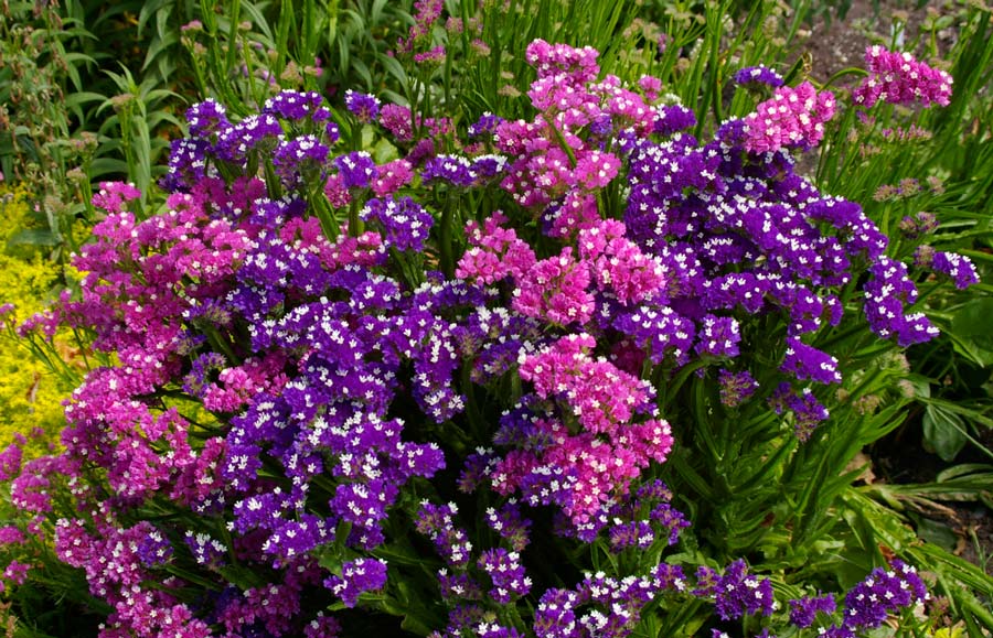 Limonium sinuatum - pink and purple flowerheads made great addition to a summer border