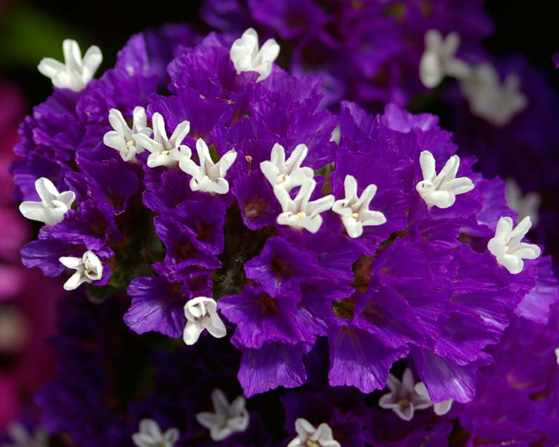 Limonium sinuatum - Purple cultivar