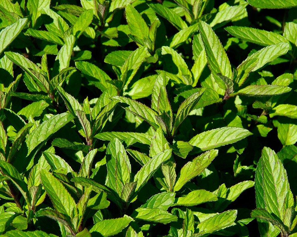 Mentha piperita - Peppermint leaves