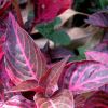 Iresine herbstii - the Bloodleaf or Beefsteak plant - dark almost black leaves with vibrant pink veins