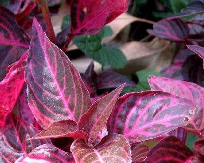 Iresine herbstii - the Bloodleaf or Beefsteak plant - dark almost black leaves with vibrant pink veins