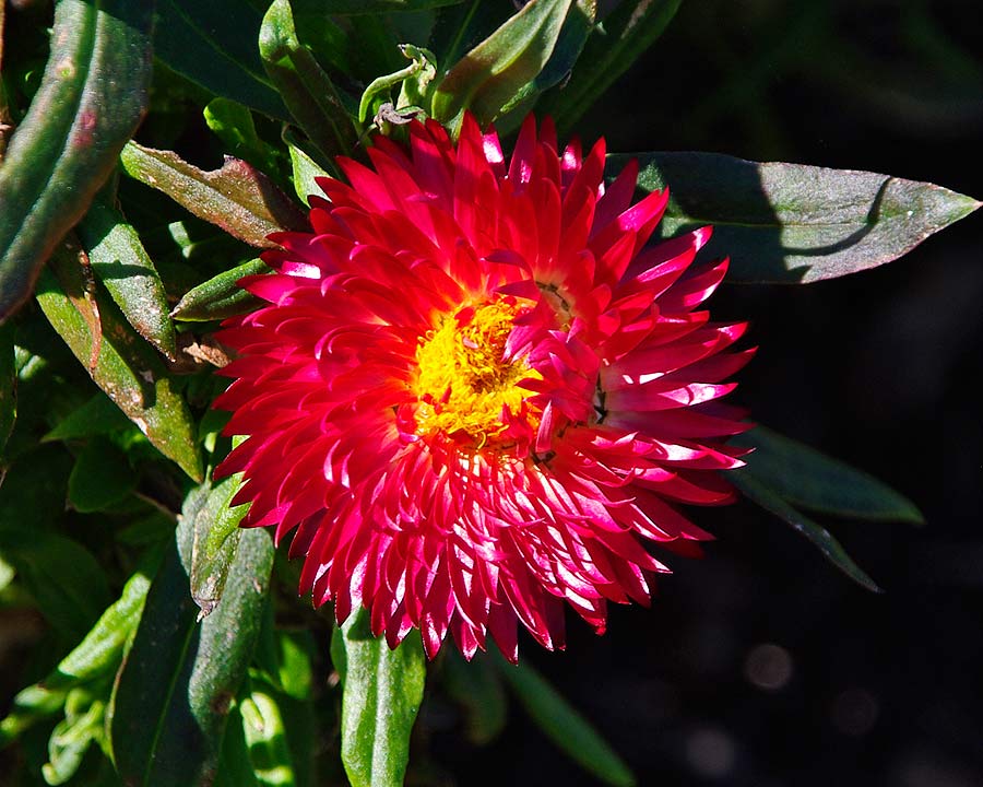Bracteantha syn Xerochrysum Mohave Red  this cultivar has red flowers deep yellow centres