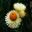 Xerochrysum bracteatum syn. Bracteantha bracteatum Monstrosum Mixed - White/Cream flowers