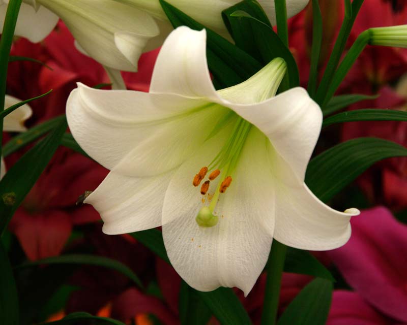 Lilium longiflorum - White Heaven - Trumpet flowers white tinged green towards the centre