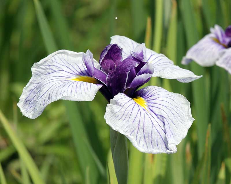 Iris ensata, Japanese Iris- photo Laitche