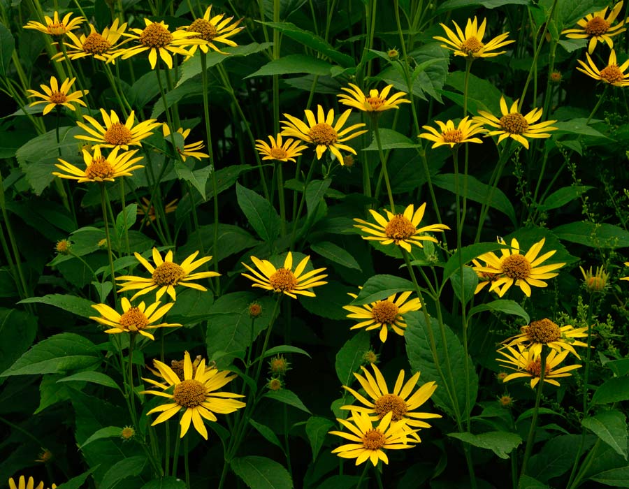 Heliopsis helianthoides - Bright yellow flowers of Ox-Eye Daisy