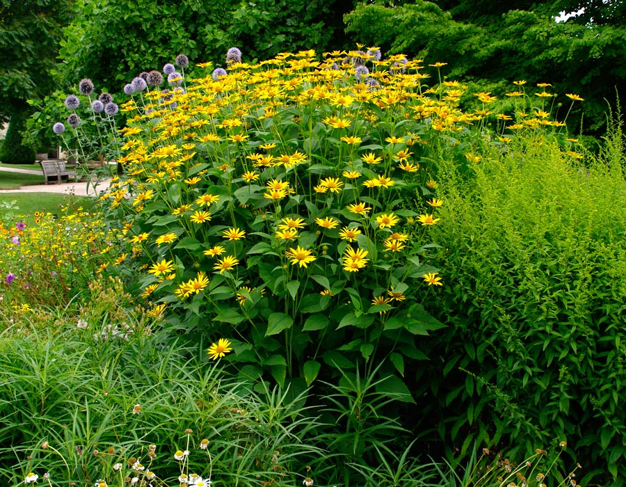 Heliopsis helianthoides - Bright yellow flowers on tall stems