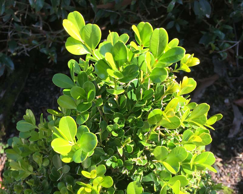light green new foliage of Buxus microphylla