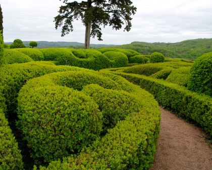 Buxus microphylla 'Japonica' - dense low hedges and topiary