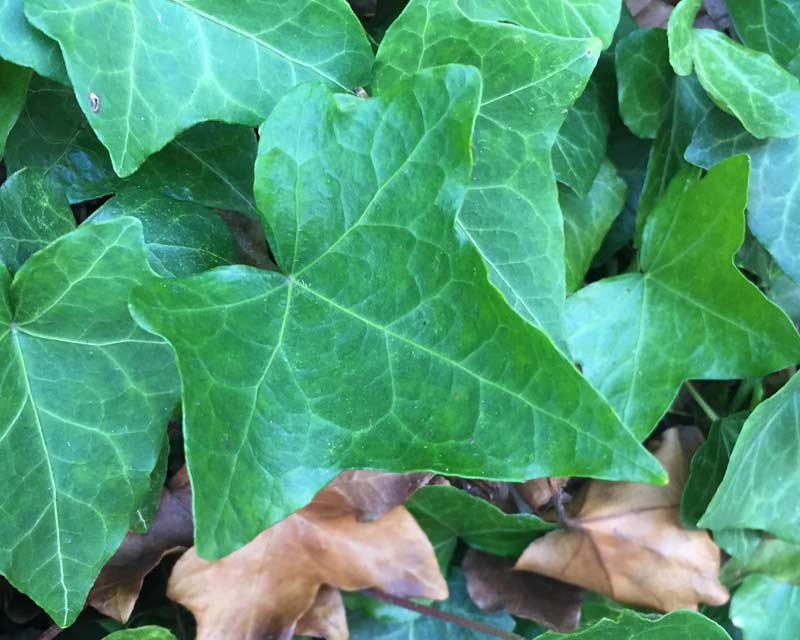 Hedera helix, common Ivy