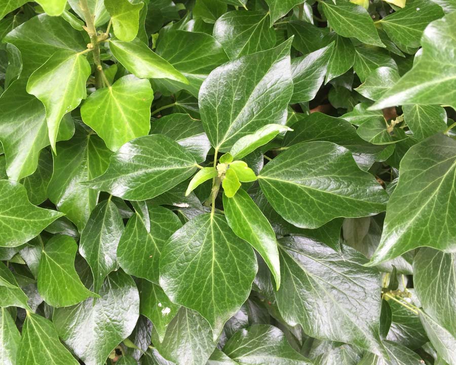 Hedera helix - leaf shape changes to this as it matures (three pointed are younger leaves)