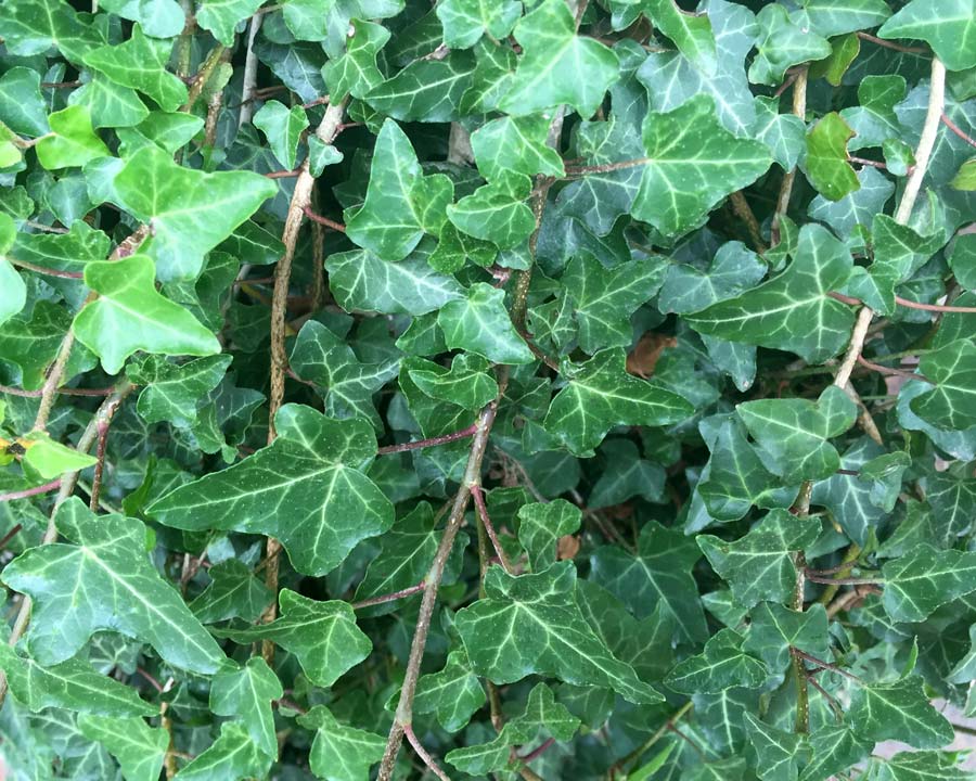 Hedera helix, Common Ivy