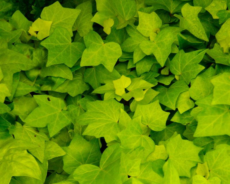 Hedera helix hybrid - Amber Waves new leaves chartreuse in colour maturing to darker green