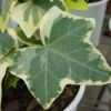 Hedera helix - this is Variegata