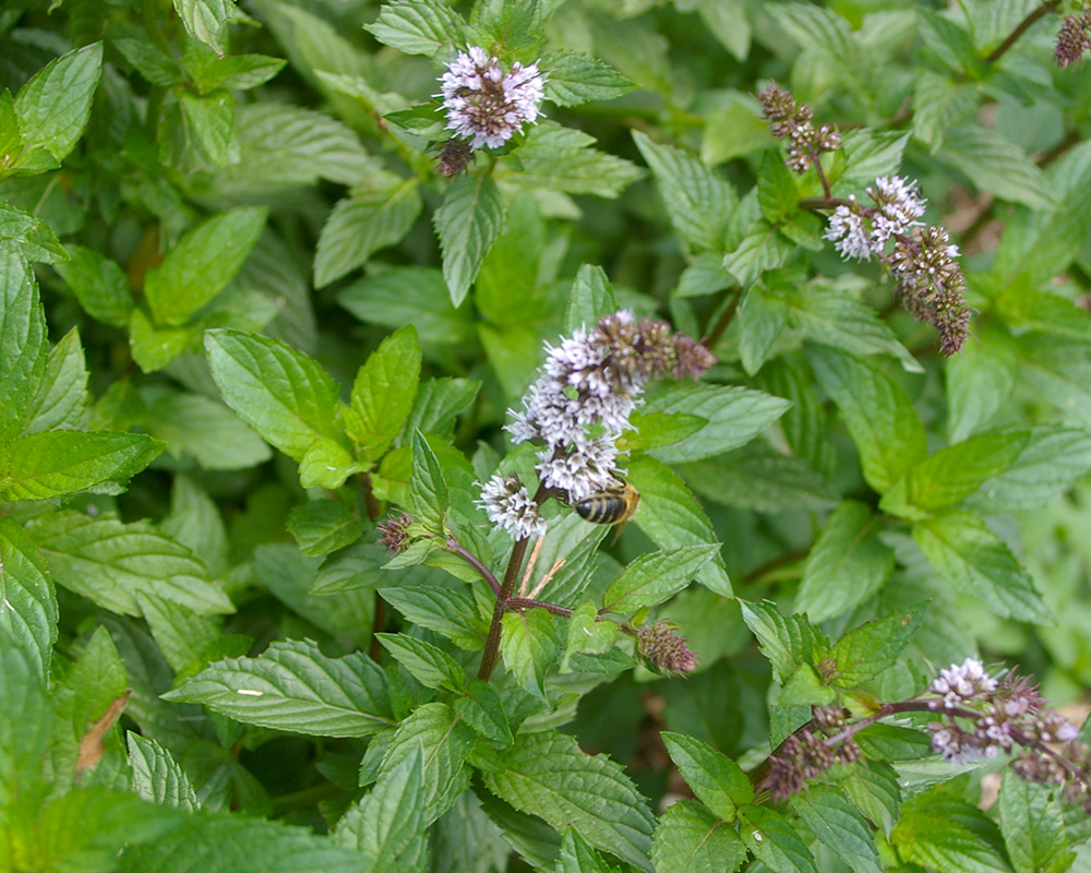 Mentha pulegium - flowers attract bees