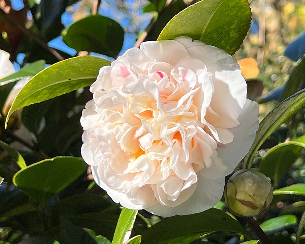 Camellia japonica Aspasia