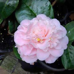 Camellia japonica cultivars